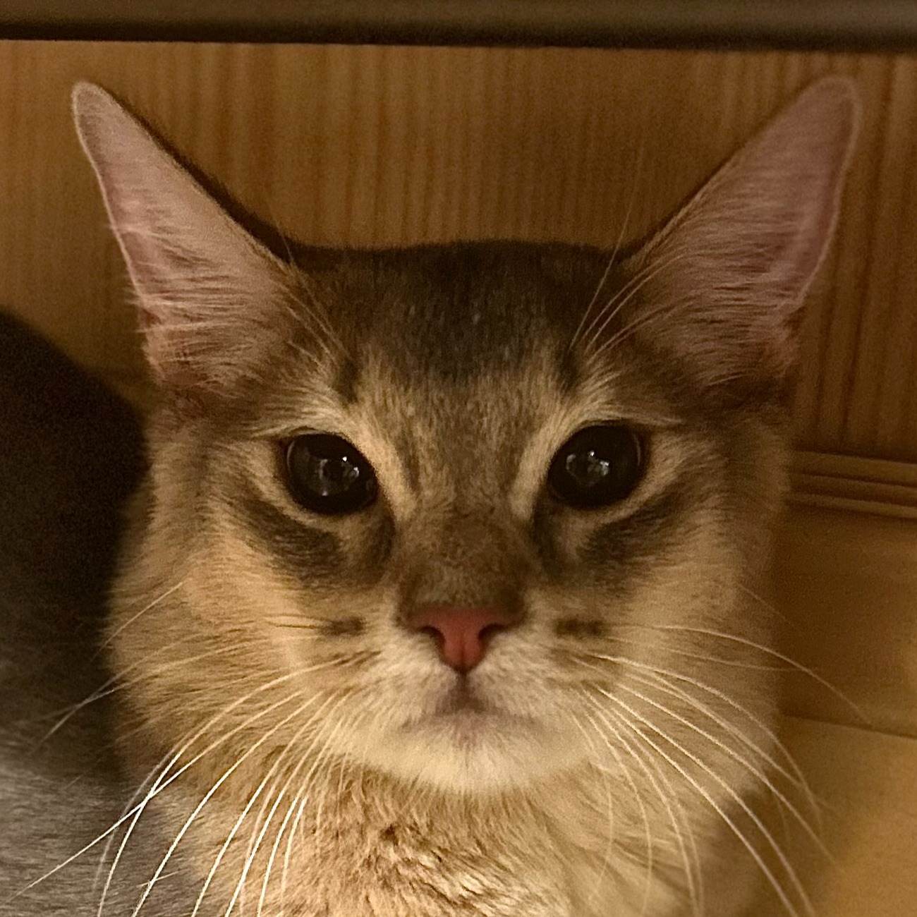 チャティ